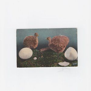 Vintage Chicken and Eggs Colorized Easter Postcard